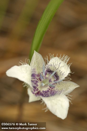 Calochortus elegans