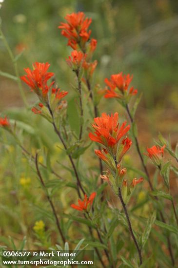 Castilleja hispida ssp. acuta