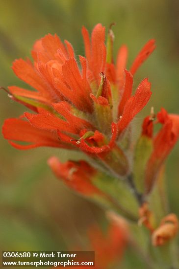 Castilleja hispida ssp. acuta