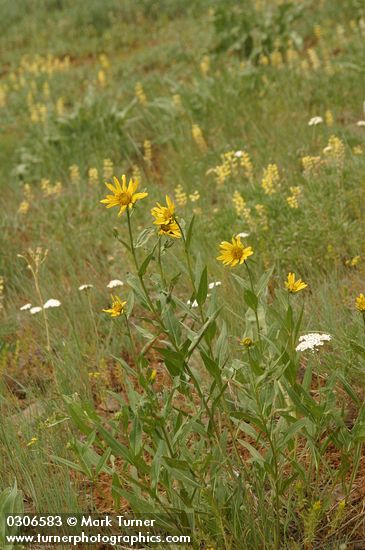 Helianthella uniflora