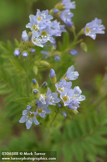 Polemonium pulcherrimum