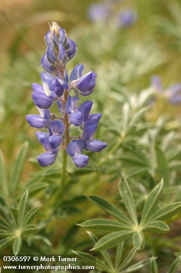Lupinus aridus
