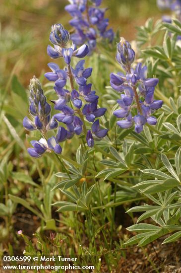 Lupinus aridus