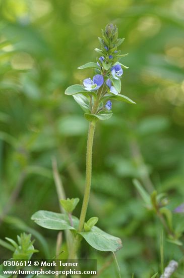 Veronica serpyllifolia