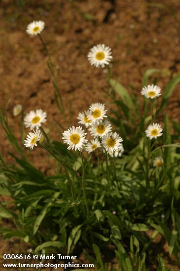 Erigeron engelmannii