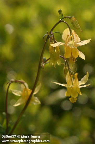 Aquilegia flavescens