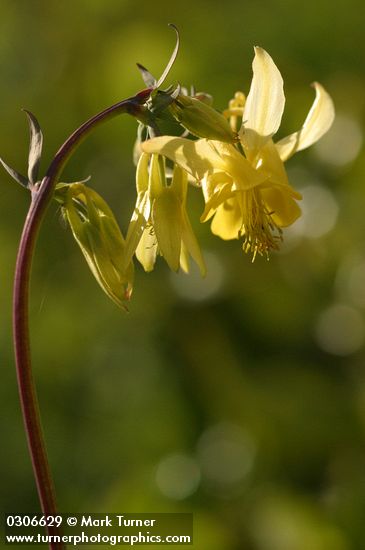Aquilegia flavescens