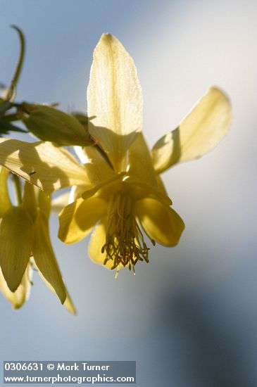 Aquilegia flavescens