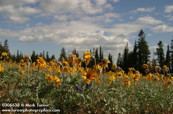 Balsamorhiza incana