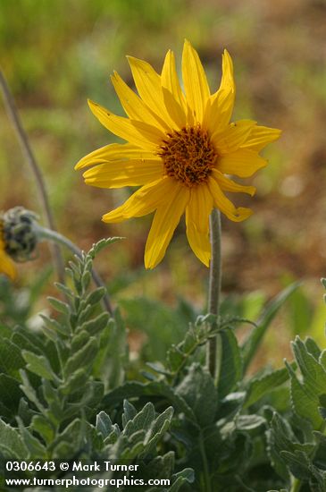 Balsamorhiza incana