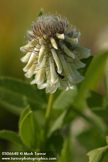 Trifolium longipes