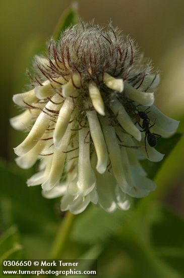 Trifolium longipes