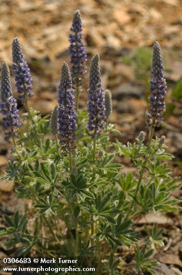 Lupinus leucophyllus ssp. erectus