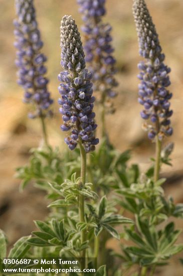 Lupinus leucophyllus ssp. erectus