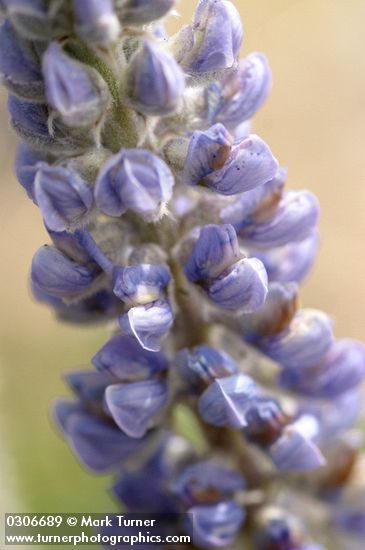Lupinus leucophyllus ssp. erectus