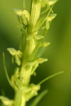 Slender Bog Orchid blossoms detail