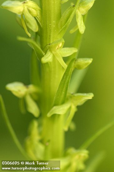 Platanthera stricta (Habenaria saccata)