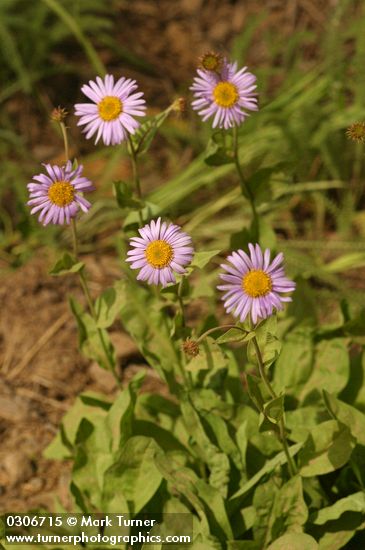 Erigeron peregrinus