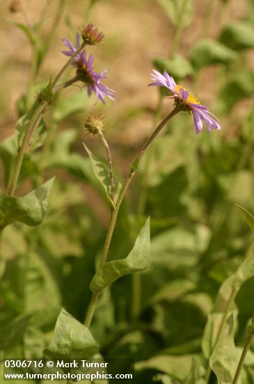Erigeron peregrinus