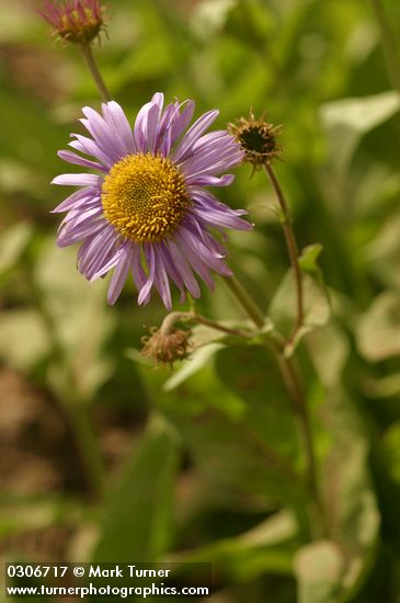 Erigeron peregrinus