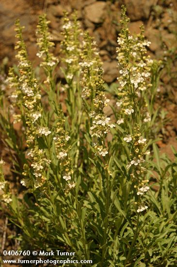 Penstemon deustus