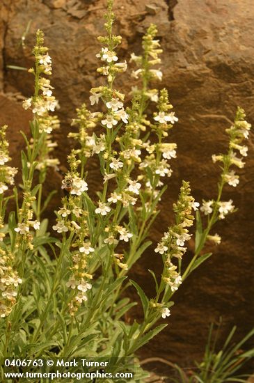 Penstemon deustus
