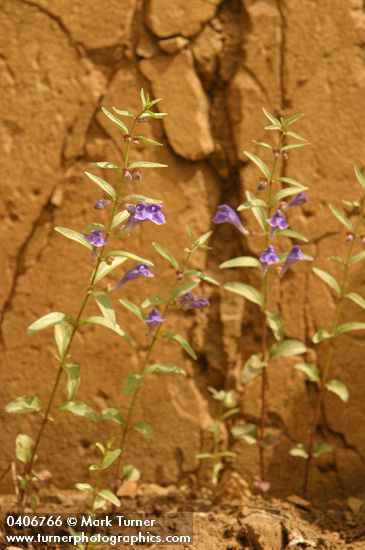 Scutellaria angustifolia
