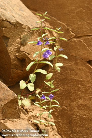 Scutellaria angustifolia