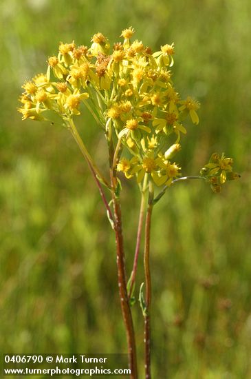 Senecio hydrophiloides (S. foetidus)