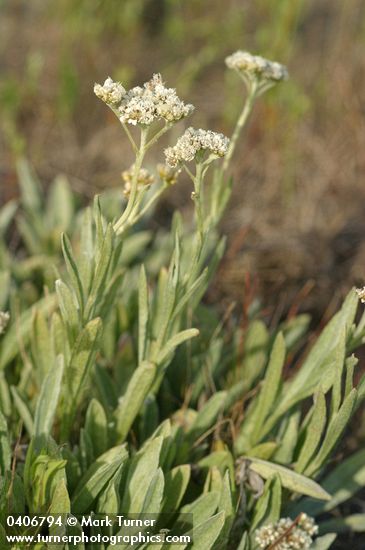 Antennaria argentea