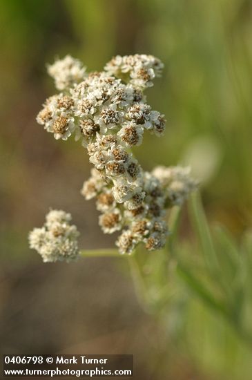 Antennaria argentea