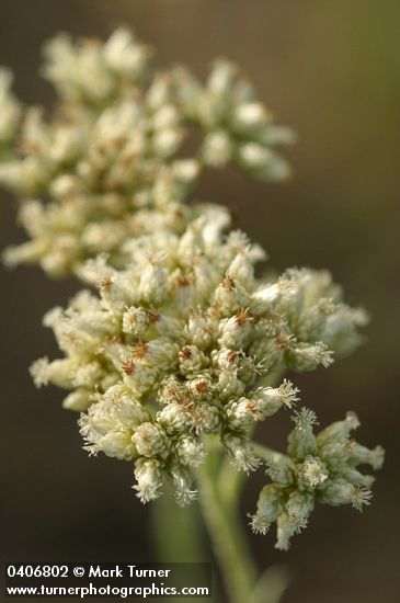 Antennaria argentea