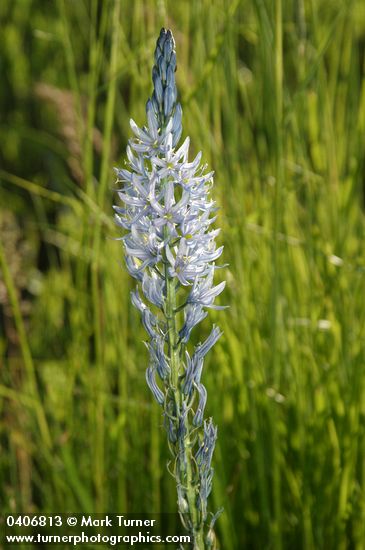 Camassia cusickii