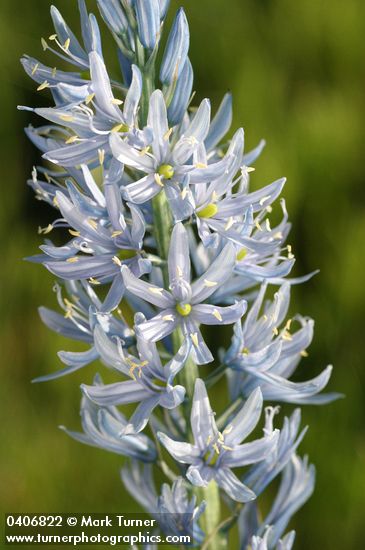 Camassia cusickii