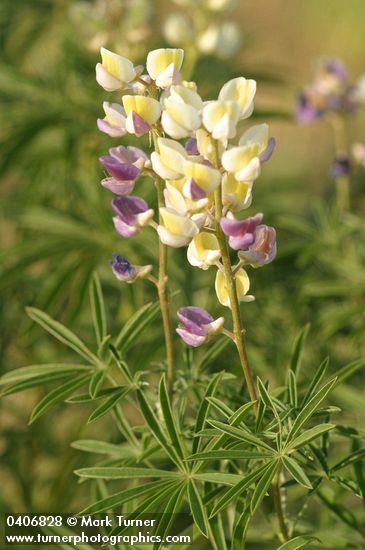 Lupinus arbustus ssp. calcaratus (L. laxiflorus var. calcaratus)