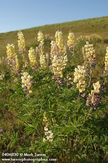 Lupinus arbustus ssp. calcaratus (L. laxiflorus var. calcaratus)