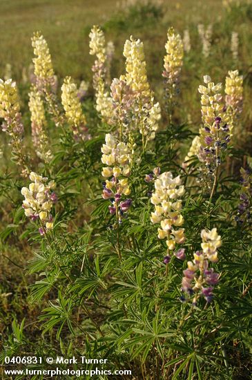 Lupinus arbustus ssp. calcaratus (L. laxiflorus var. calcaratus)