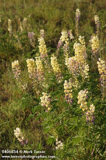 Lupinus arbustus ssp. calcaratus (L. laxiflorus var. calcaratus)