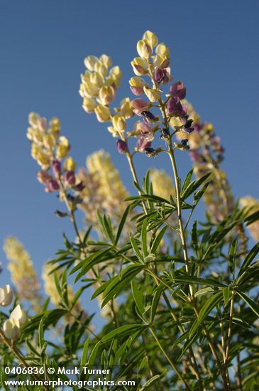 Lupinus arbustus ssp. calcaratus (L. laxiflorus var. calcaratus)