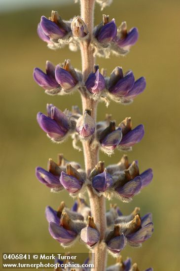 Lupinus sericeus