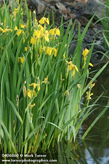 Iris pseudacorus