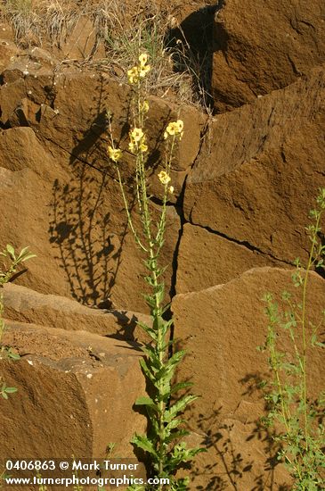 Verbascum blattaria