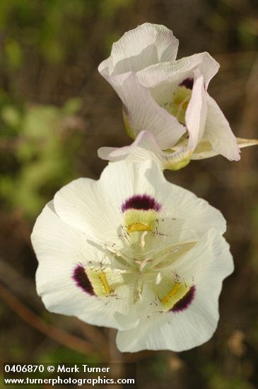Calochortus eurycarpus