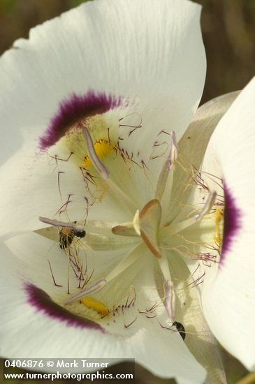 Calochortus eurycarpus