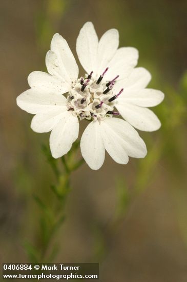 Blepharipappus scaber