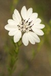 Rough Eyelashweed blossom detail