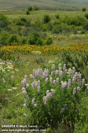 Lupinus arbustus ssp. calcaratus (L. laxiflorus var. calcaratus); Wyethia amplexicaulis; Eriogonum heracleoides
