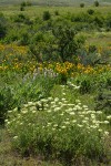 Creamy Eriogonum, Longspur Lupines, Mule's Ears w/ Bitterbrush in meadow