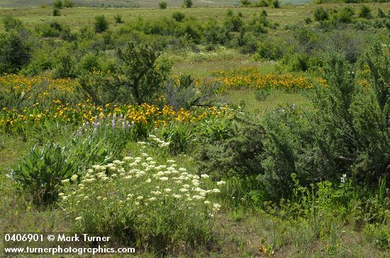 Eriogonum heracleoides; Lupinus arbustus ssp. calcaratus (L. laxiflorus var. calcaratus); Wyethia amplexicaulis; Purshia tridentata