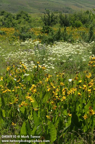Wyethia amplexicaulis; Calochortus eurycarpus; Eriogonum heracleoides; Lupinus arbustus ssp. calcaratus (L. laxiflorus var. calcaratus); Purshia tridentata